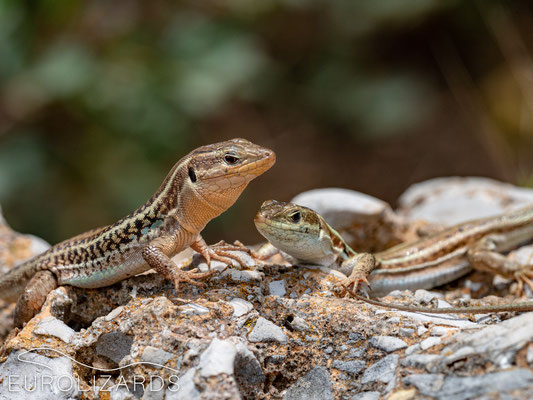 Male keeps displaying but does not try to copulate.