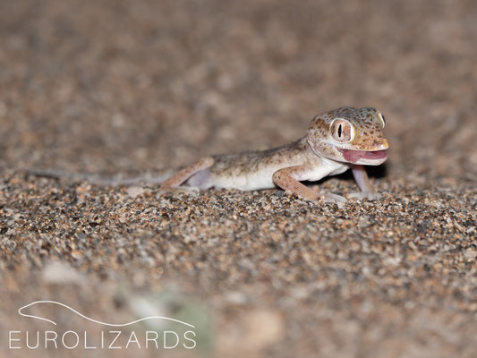 Stenodactylus leptocosymbotus