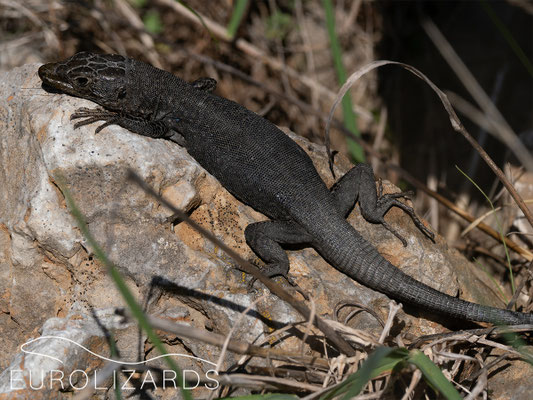 Another dark specimen
