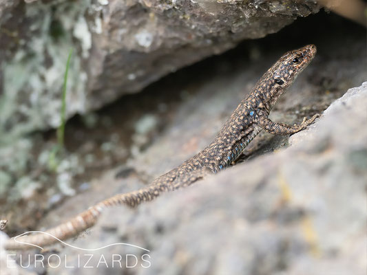 Darevskia unisexualis