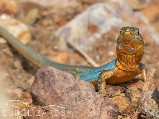 Podarcis thais, showing off