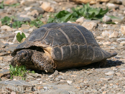 Testudo marginata
