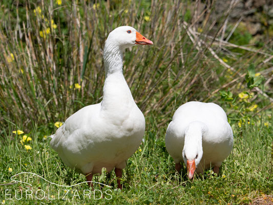 Happy gooses