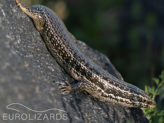 A nice skink: Heremites septemtaeniatus