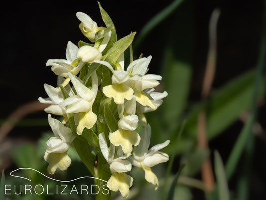 Dactylorhiza romana georgica