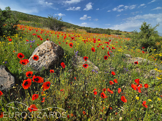 Habitat full of Papaver flowers