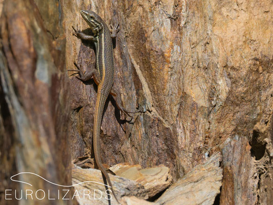Psammodromus algirus in camouflage with the rock colors