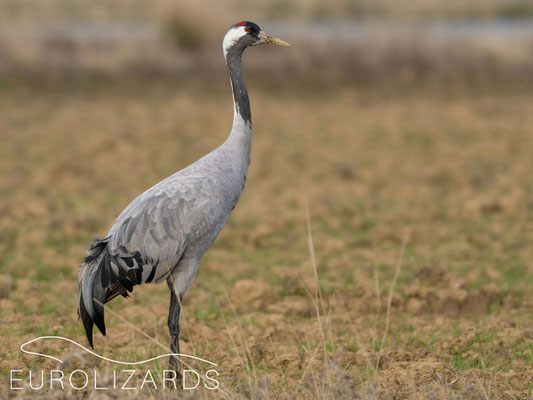 Grus grus