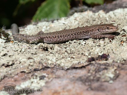 Podarcis guadarramae