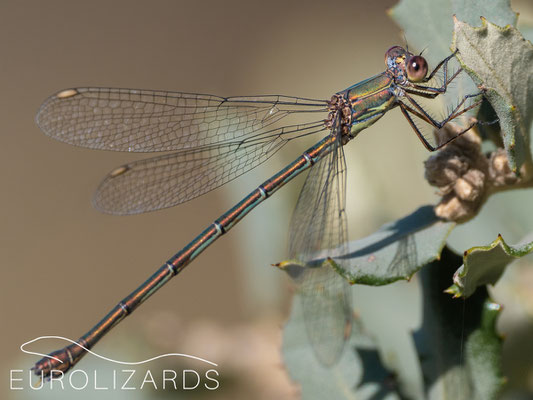 Lestes viridis