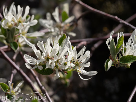 Amelanchier ovalis: In Germany, this plant occurs in very warm habitats only.