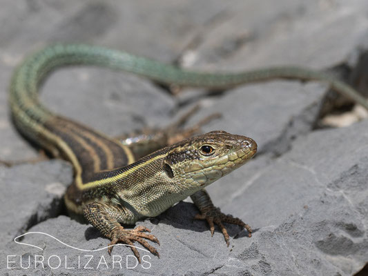 Podarcis thais, female