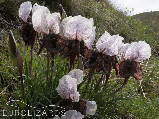 Iris iberica elegantissima