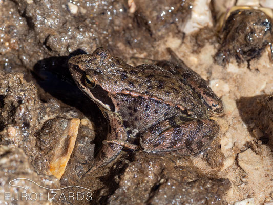 Rana temporaria (Common Frog)