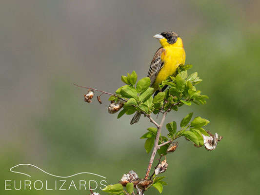 Emberiza melanocephala