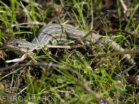 Female Psammodromus occidentalis: These tiny lizards burrow in small wholes in the grass