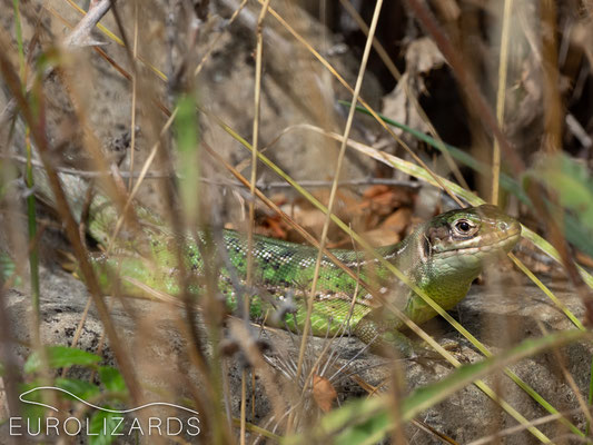 Shy female of Lacerta bilineata hiding in the grass