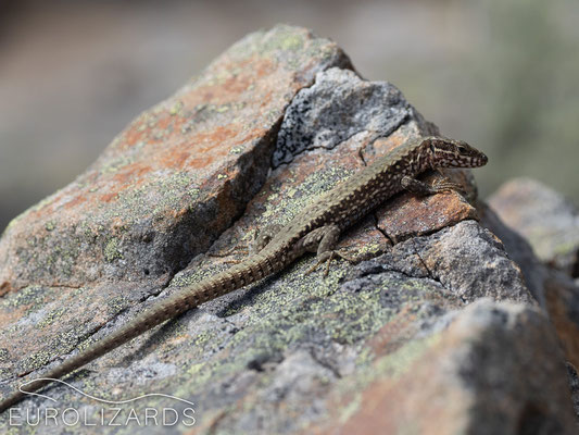 Podarcis muralis