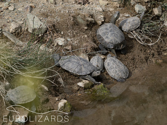 Mauremys rivulata