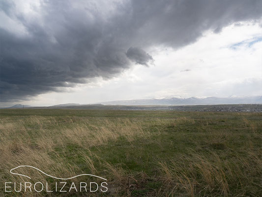 Bad wheather in the lizard habitat