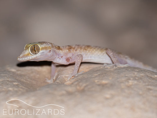 Hemidactylus festivus