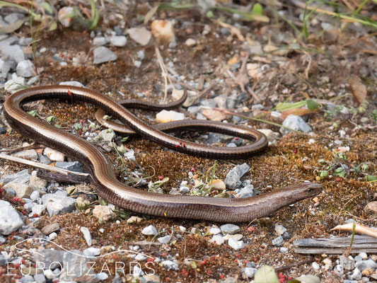 Anguis cephallonica