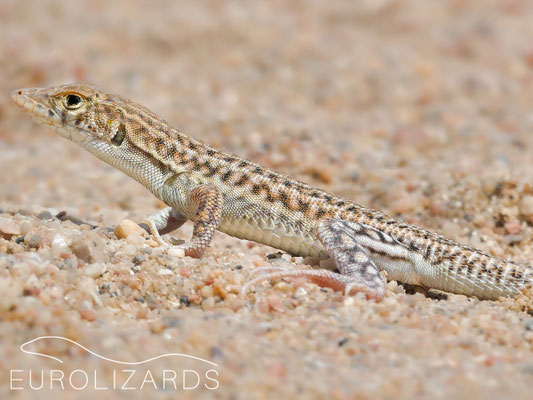Acanthodactylus felicis