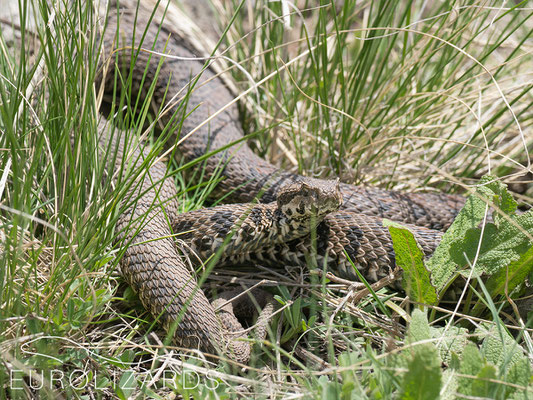 Montivipera raddei, not in situ