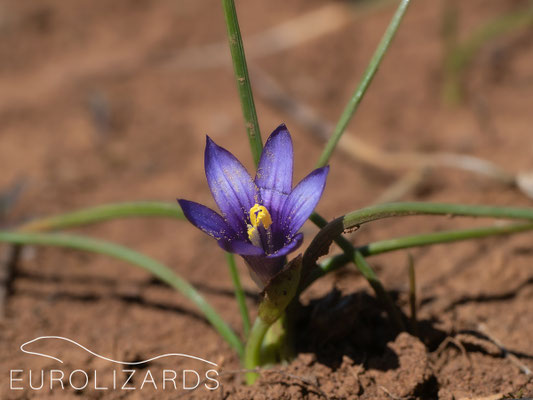 Romulea linaresii