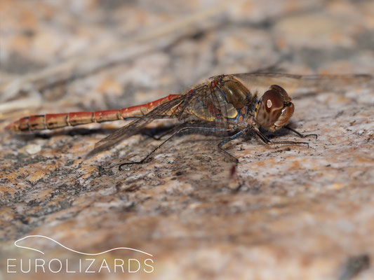 Sympetrum striolatum