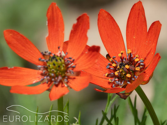 Adonis flammea