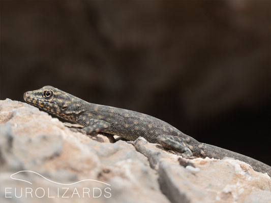 Pristurus celerrimus