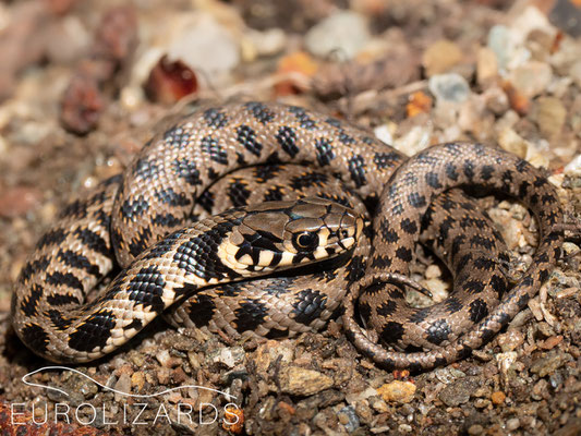 Juvenile Natrix natrix with prominent "schweizeri blotches"