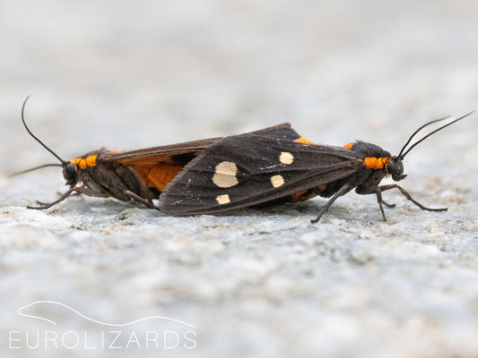 Zygaena ephialtes