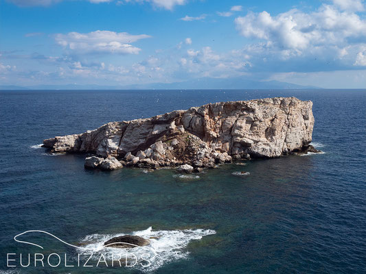 The islet of Spanopoula which has a population of Podarcis erhardii: Due to strong wind, it was inaccessible during our stay