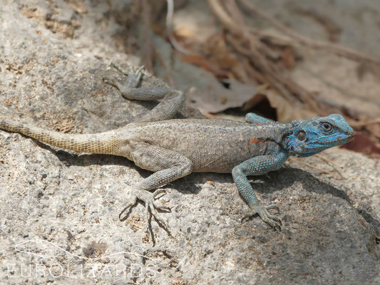 Acanthocerus adramitanus