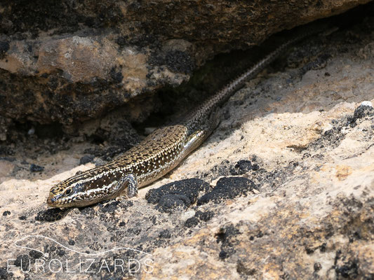 Heremites septemtaeniatus