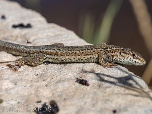 Podarcis liolepis was found in syntopy with Podarcis muralis