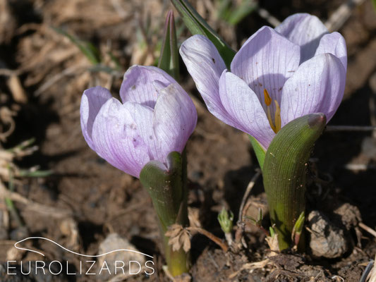 Colchicum szovitsii