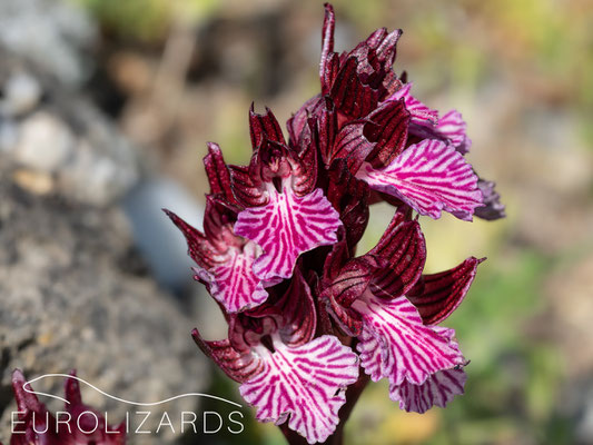 Orchis papilionacea