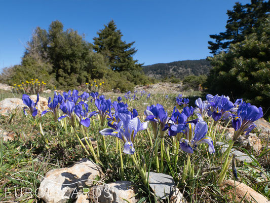 Iris unguicularis