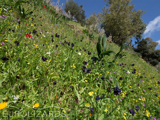 Blooming meadow (with Cerinthe retorta)