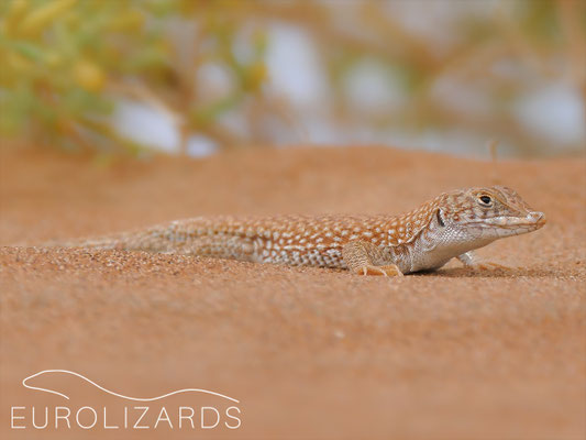Acanthodactylus schmidti