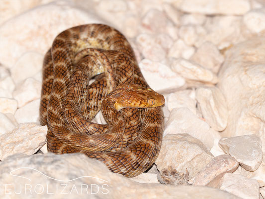 Telescopus dhara