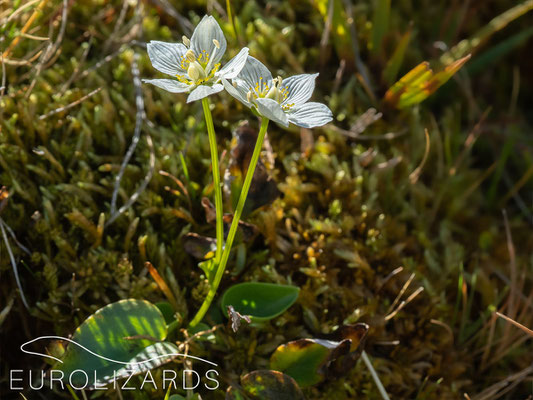 Parnassia palustris