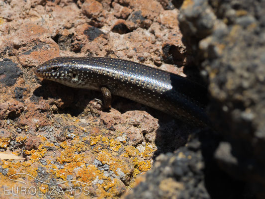 Chalcides ocellatus: the dark morph of Linosa has been described as subsp. linosae. However, it seems to be rather a color morph of Chalcides ocellatus tiligugu.