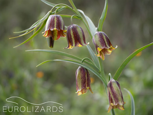 Fritillaria messanensis