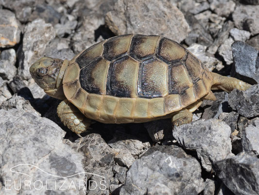 Testudo marginata, juvenile