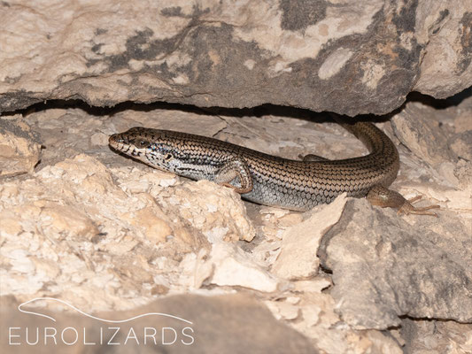 Trachylepis tessellata