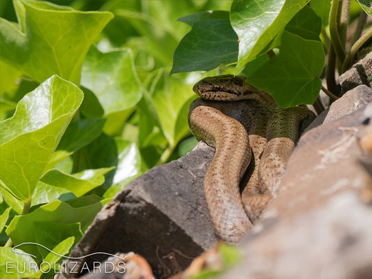 Coronella austriaca, basking on a dry stone wall in the centre of a village